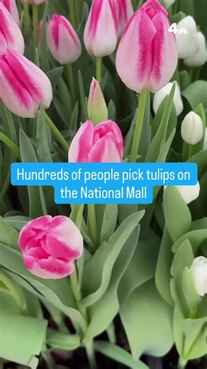 Tulip Day Celebrations at the National Mall