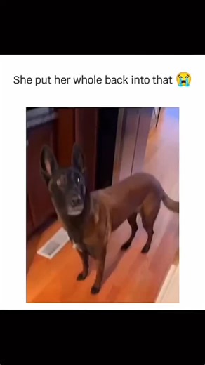 🐶 on Instagram: "Funny dog compilation 😂😂 #dogsofinstagram #doglover #doglife #funnyvideos #funnydog #puppylove #fyp #viral #fypppppppppppppppppppppppppppppppppppppppppppppppppppppppppppppppppppppp #funny"