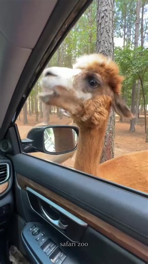 Drive through safari park!🚗#funny #foryoupage #drivethrusafari #zoo #animals
