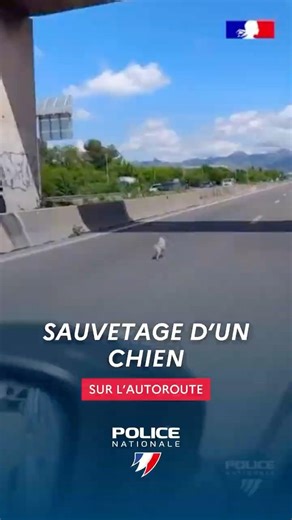SAUVETAGE d'un CHIEN sur l'AUTOROUTE ! 🐶