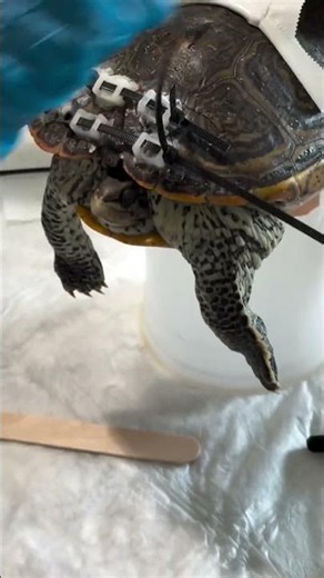 Applying Brackets to Secure Fracture on this Poor Diamondback Terrapin