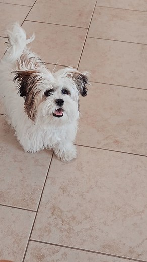 We are playing fetch but this dog has hurdle jumping potential for sure. 🐕 | Jessica Kim