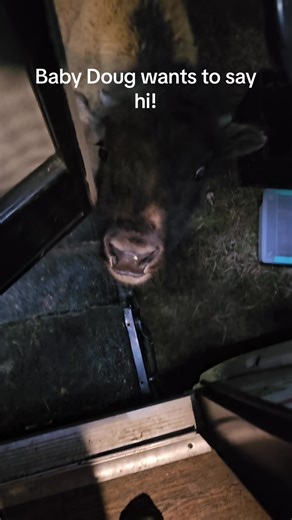 Dont try this at home, but we love our baby bison Doug! #fyp #funny #cuteanimals #aww #babyboy #bison #baby #cute