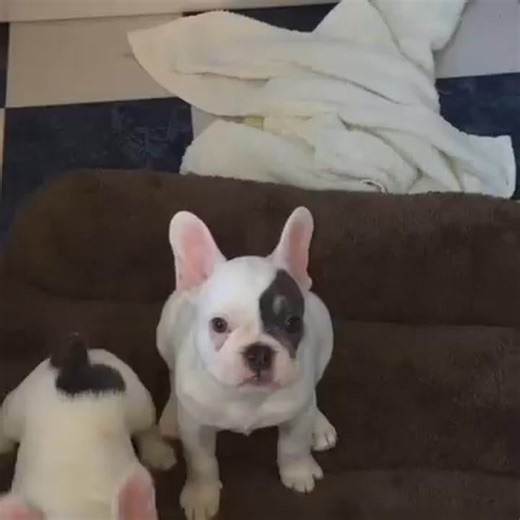Male and female frenchies vet approved and ready fir adoption ❤️❤️🏡🏡 #petsupplies #pets #petshop #petlovers #petstore #dogsofinstagram #dogs #petaccessories #petfood #dogfood #doglover #pet #petsofinstagram #doglovers #dog #petproducts #petcare #cats #petgrooming #cat #petstagram #dogsupplies #puppy #petshoponline #catfood #petlover #shoplocal #catsofinstagram #doglife #dogtreats | Frenchies