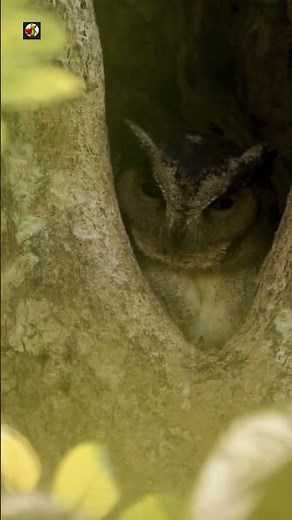 Indian Scops Owl Sounds (Hidden in Tree Hole)