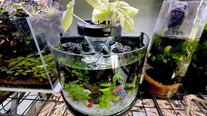 Super cool nano curved glass Aquaponics tank! I’ve had the setup for the last month or so and there will be a review video tomorrow morning! ( so many words!) YouTube video tomorrow morning at 9am showing the full setup 🎉🎉 | Paul's Aquariums