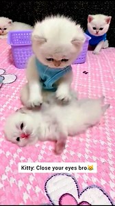 28K views · 197 reactions | kittens playing and having fun 藍 #kittycat #funnykitten #kittens #FunnyCats #KittenPlaytime #kittenfun #kittenplay #kittenlife #funnymoments #entertainment #reelsviralシ #lovekitty #cutecat #cutekitty #catfunnyreels #fun | Cats Entertainment | Facebook