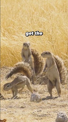 meet the african squirrel #wildanimals