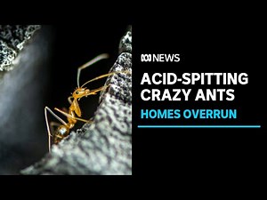 Crazy ant takeover sparks biggest-ever baiting blitz | ABC News
