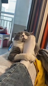 1.3M views · 10K reactions | Where does your cat love to sleep? . . . . . . #cat #petsofinstagram #sleepingcats #cutecat #catlovers #sleepingpositions #petloversofinstagram #calicocats #catreels #weeklyfluff #catfacts #catsofworld #rescuecatsofinstagram #adoptedcats #catvideos #adorablecats #ilovecats #catmom #indoorcat #catsleepingpositions #happycat #catsofinstagram | Cat Lovers Club | Facebook