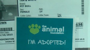 Animal Foundation, North Shore Animal League to waive adoption fees during adoption event
