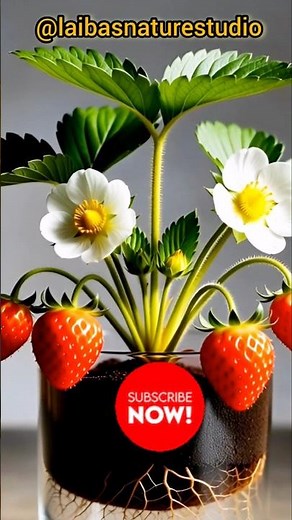 🍓Strawberry Plant Timelapse: Seed to Fruit #shorts #ai