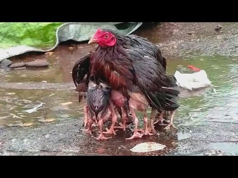 Unbelievable Animal Moments You Wouldn’t Believe If They Weren’t Caught on Camera