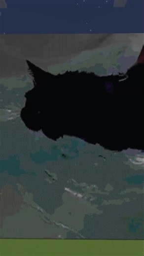 swimming kitty looks like a seal 😲