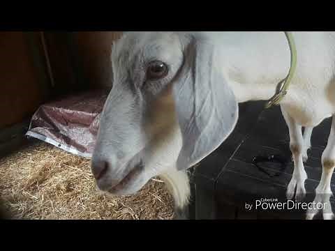 Goat Neutering: Weighing the Options