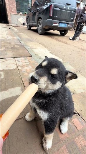 Hey, Where Ya Going? 🐕