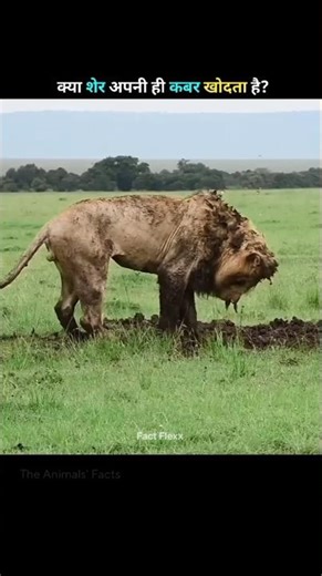 Do Lions Really Dig Their Own Graves? 😳। #shorts #animalshorts