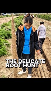 2.8M views · 10K reactions | The Chinese yam, or huáishān, is a...