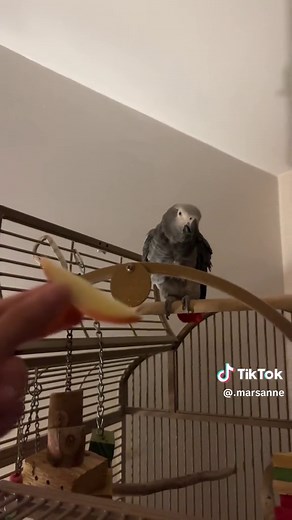 Talking Parrots: Astounding and Funny Parrot Videos on TikTok