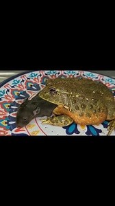 61K views · 375 reactions | Giant Bullfrog Eating Giant Rat | Insect Forest | Facebook