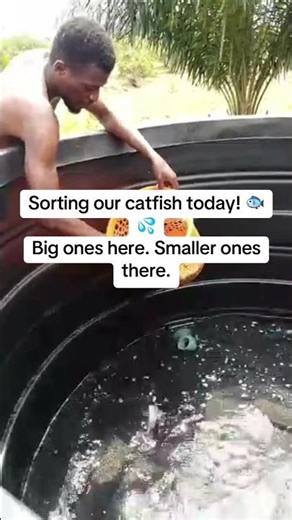 🐟 Fish Sorting Day at Bellsik Farm. Fish Sorting = Faster Growth! 💪🐟