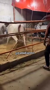 Program to warhh gya 😅 | Cattle Express