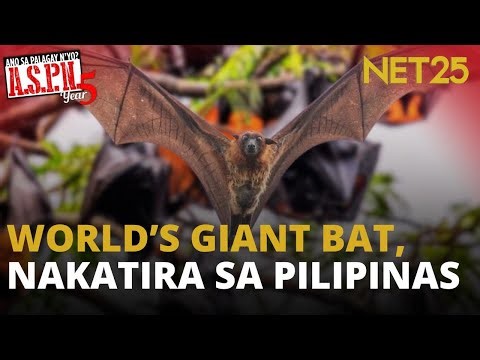 Pilipinas, tahanan ng isa sa pinakamalaking paniki sa mundo | ASPN