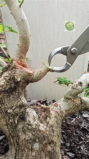Refining bonsai branch cuts #gardening #bonsai #homegarden