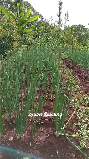 Onion Farming in Kenya: Key Techniques for Success
