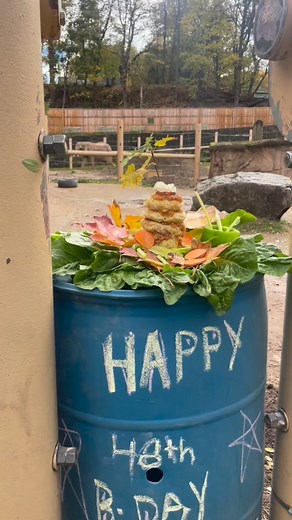 This past weekend was Genny C's birthday!🎉Elephants like Genny C are incredibly social, living in herds led by matriarchs who guide and protect their family. Want to see these bond up close? Our #ElephantEncounters give guests that rare chance! You'll learn how we support elephants both here and in their natural range, and learn more about their personalities and behaviors up close with them in the elephant barn. Click the link to learn more! 🔗senecaparkzoo.org/experiences-elephant | Seneca Pa