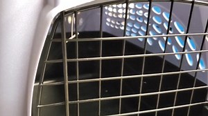 Watch Petmate Makes a Great Kennel for Your Small Dog or Cat on Amazon Live
