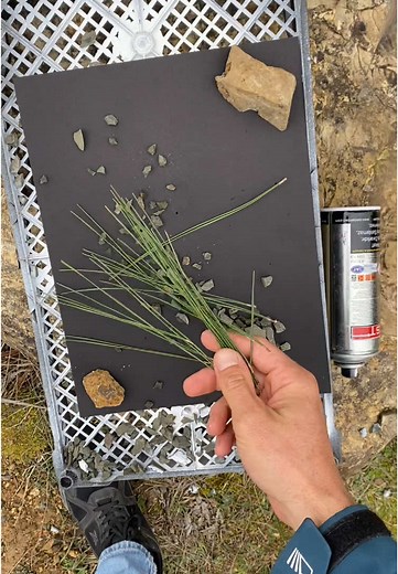 Pine needles DIY stylish street art style painting