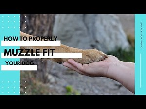 How to properly Muzzle Fit your dog