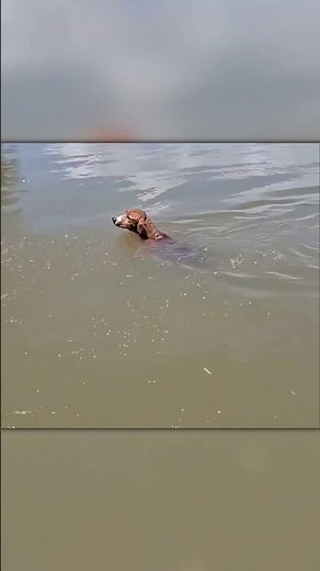 Crocodile Chased the Dog Until the Owner Jumped In