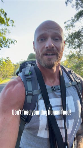 King Cane Corso on Instagram: "Stop feeding your dog human food 🍔🚫 Yes, they love it. Yes, it tastes better than dog food. And yes, that’s exactly the problem. Once dogs get hooked on human food they get picky. Then they start refusing meals. Then owners panic and try to starve them out until they eat. Don’t do that. The fix is simple and it works. Mix a small amount of what they now like into their dog food. Let them eat normally. Then slowly reduce the human food over time. No stress. No hun