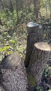 CID Skid Steer Rotating Tree Shear Review