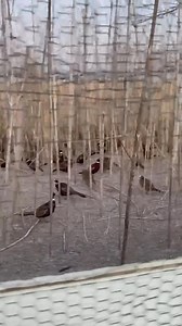 pheasants, chukar, & quail still available! #midwest #wildlife #pheasants #chukar #quail #hunting #huntinglodge | Ingalls Pheasants & Fowl