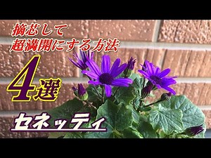 [Flowers] How to Grow and Pinch Senetti