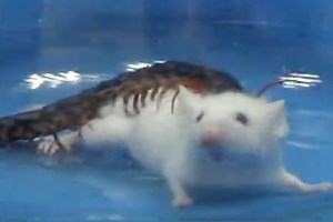 Terrifying centipede attacks, kills mouse in under 30 seconds