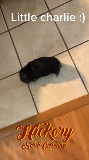 Courtney Simpson (@courtneysimpson40)’s videos with original sound - Courtney Simpson