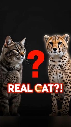 “Are Cheetahs Even Real Cats ”