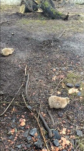 What noise does a prairie dog make?
