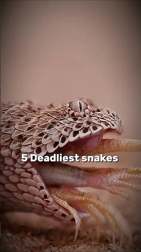 Top 5 Deadliest Snakes in the World 🐍😱 #didyouknow #naturefacts #wildlife