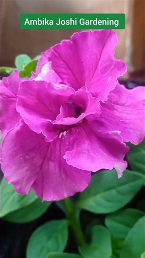 🌸 Gorgeous Double Petal Petunia #gardening #petunia #flowers #ytshorts #viral