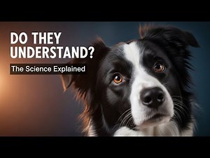 How Dogs Understand Human Words: The Science Explained