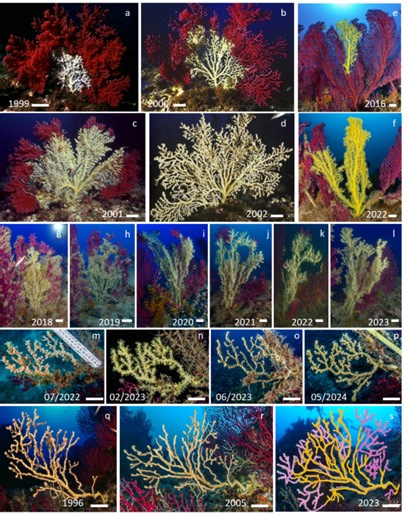 Growth and skeletal structure of the parasitic zoantharian Savalia savaglia (Bertoloni, 1819) - Scientific Reports