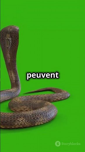 Découvrez le Varan du Nil en 60 secondes !