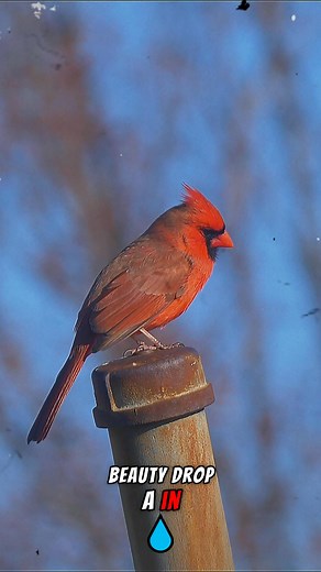 13K views · 1.7K reactions | Cardinal bird Guardian of Nature.. #cardinalbird #Cardinals #CardinalLovers #birds #birdlovers #birdlife #wildlife #naturelovers #nature #share | Cardinal Lovers community | Facebook