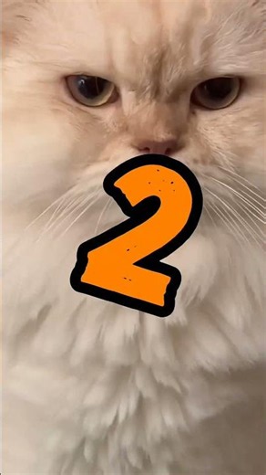 😻 Top 5 Amazing Cat Breeds You Need to Know! 🐱