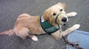 The story of a guide dog-in-training will make you cry the happiest tears